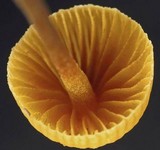 Galerina atkinsoniana image