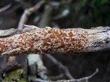 Caloplaca ferruginea image