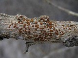Caloplaca ferruginea image