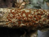 Caloplaca ferruginea image