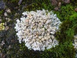 Squamarina lentigera image