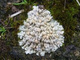 Squamarina lentigera image