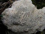 Diploschistes diacapsis image