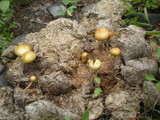 Psilocybe coprophila image