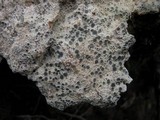 Diploschistes diacapsis image