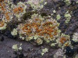 Fulgensia fulgens image