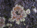 Fulgensia fulgens image