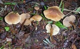 Naucoria escharioides image