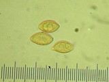 Naucoria escharioides image