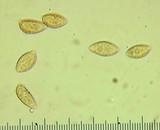 Naucoria escharioides image