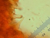 Naucoria escharioides image