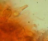 Naucoria escharioides image