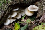 Omphalotus nidiformis image
