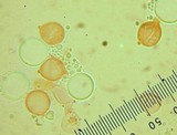 Clavulina cinerea image