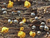 Trichia botrytis var. botrytis image