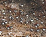 Trichia botrytis var. botrytis image