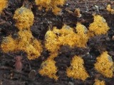 Trichia botrytis var. botrytis image