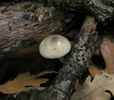 Bolbitius reticulatus image