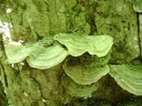 Trichaptum abietinum image