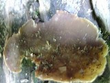 Trichaptum abietinum image