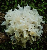 Tremella fuciformis image