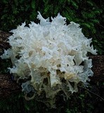 Tremella fuciformis image