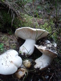 Hygrophorus subalpinus image