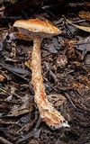 Austroboletus lacunosus image