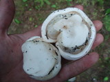 Hygrophorus subalpinus image