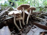 Psathyrella pennata image