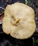 Polyporus leptocephalus image