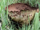 Lycoperdon utriforme image
