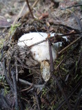 Hygrophorus subalpinus image