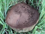 Lycoperdon utriforme image