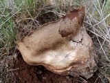 Lycoperdon utriforme image