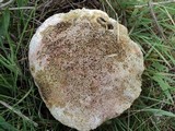 Lycoperdon utriforme image