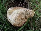 Lycoperdon utriforme image