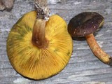 Phylloporus arenicola image
