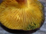 Phylloporus arenicola image