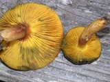 Phylloporus arenicola image