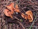 Otidea onotica image