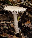 Amanita ananiceps image