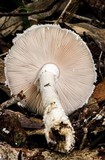 Amanita ananiceps image
