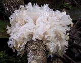 Tremella fuciformis image