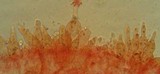 Mycena capillaripes image