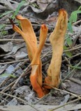 Clavulinopsis sulcata image