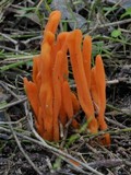 Clavulinopsis sulcata image