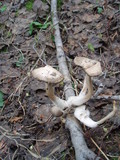 Mycena overholtsii image