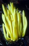 Clavulinopsis fusiformis image