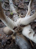 Mycena overholtsii image